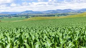Maize - hybrid 6213 (50 kg bag)