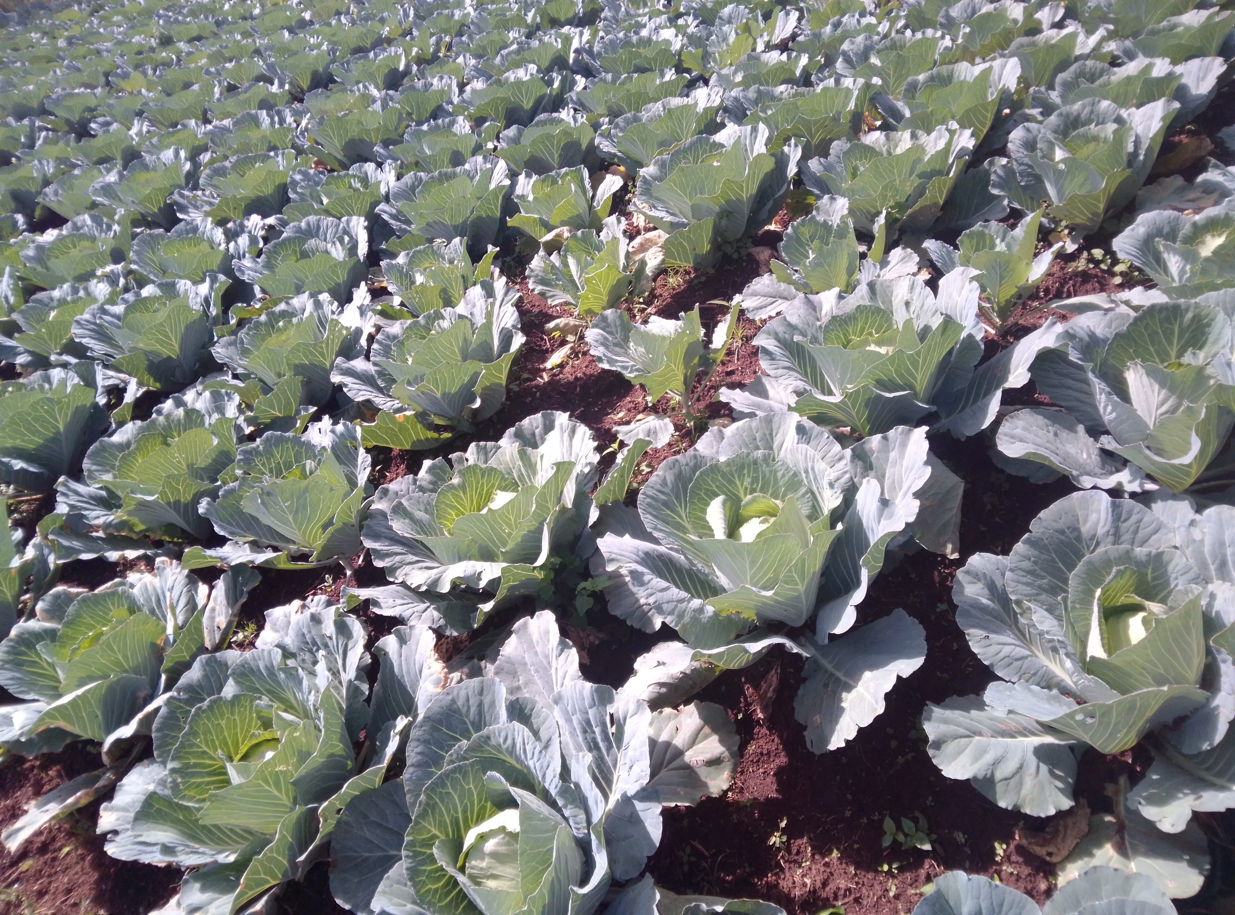 Cabbages