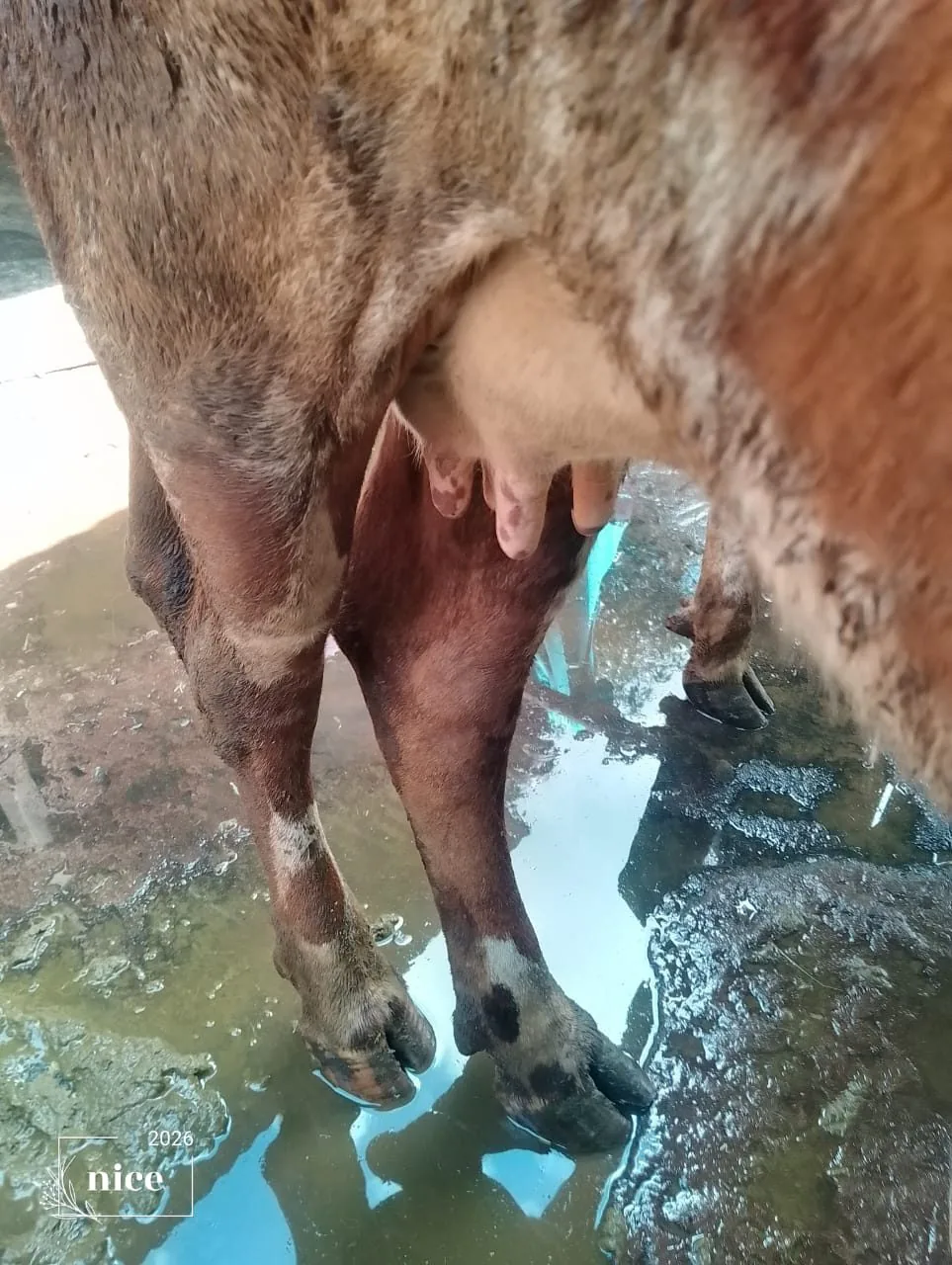 Dairy cow