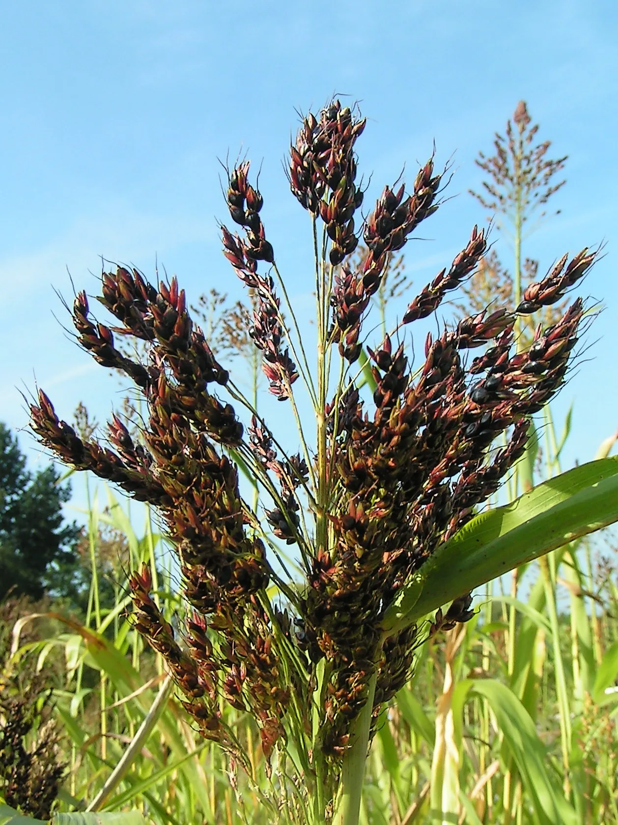 Bulk Sorghum Grain 032