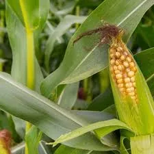 Maize - hybrid 6213 (50 kg bag)